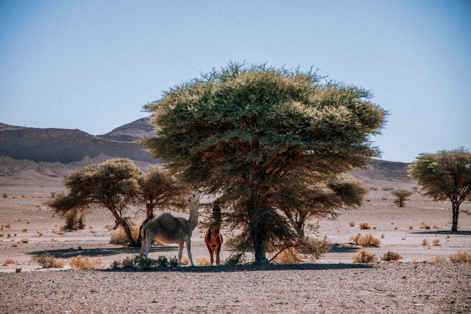 3-Day Morocco Desert Tour from Errachidia to Merzouga