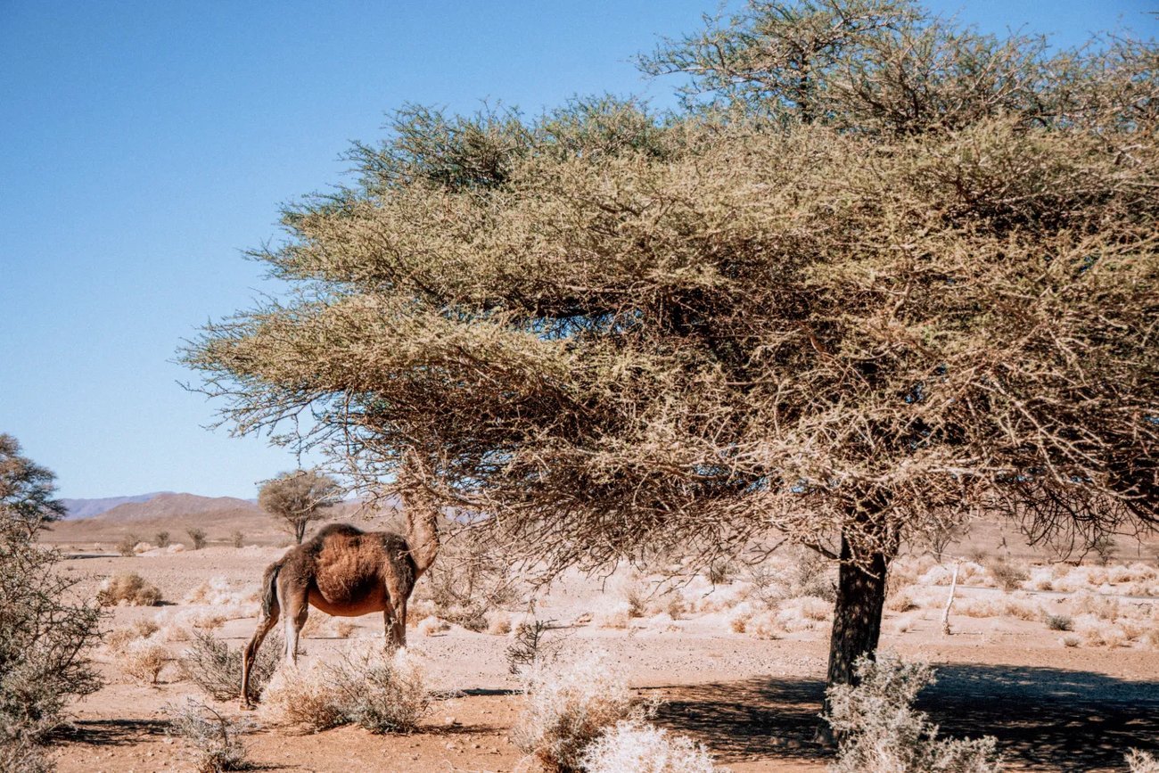 5-Day Fes to Marrakech photo 4