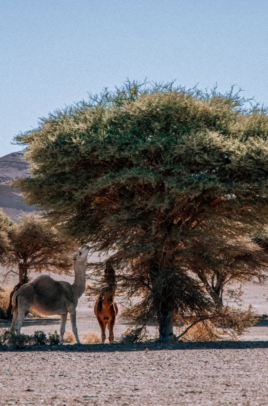 Camels resting under a desert acacia tree in southern Morocco